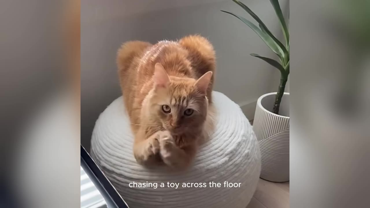 An orange tabby cat lies on a white textured pouf, looking directly at the camera with an alert and curious expression.