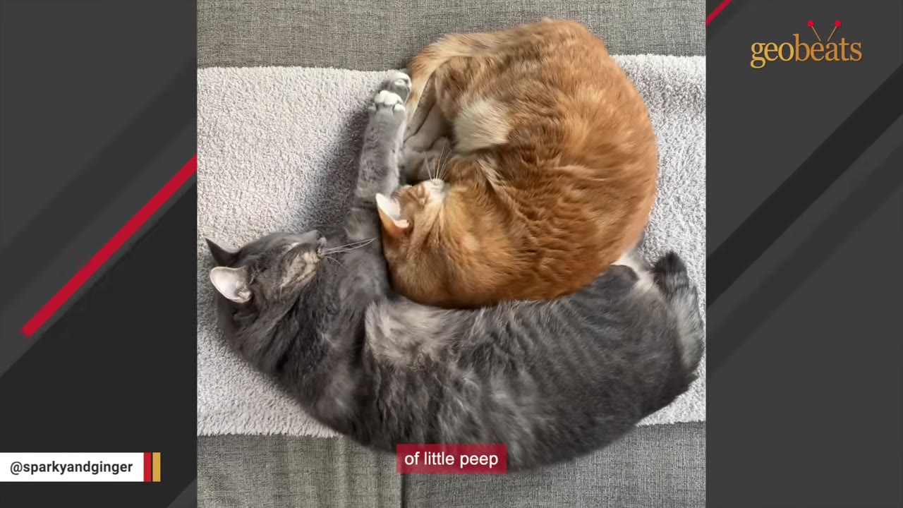 An overhead view of an orange tabby cat and a grey tabby cat curled up together on a grey mat, with the orange cat resting its head affectionately on the grey cat's neck.