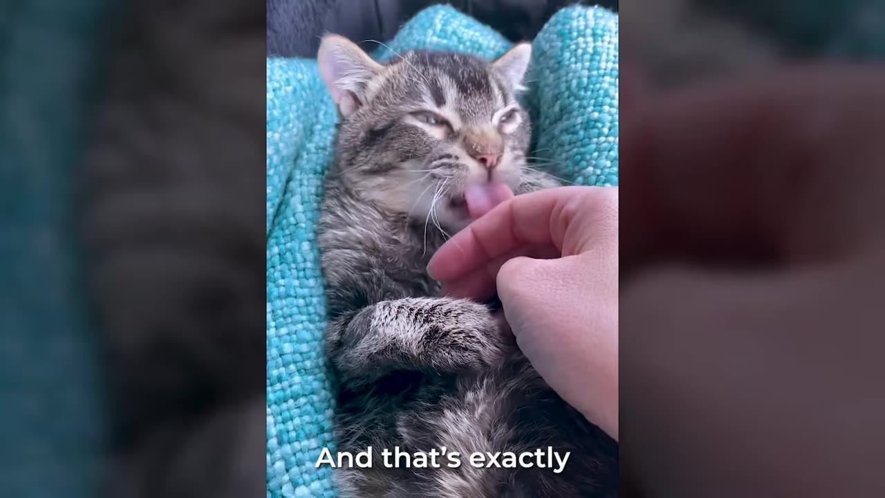 A small tabby kitten lying on a textured blue blanket, licking a person's fingers.