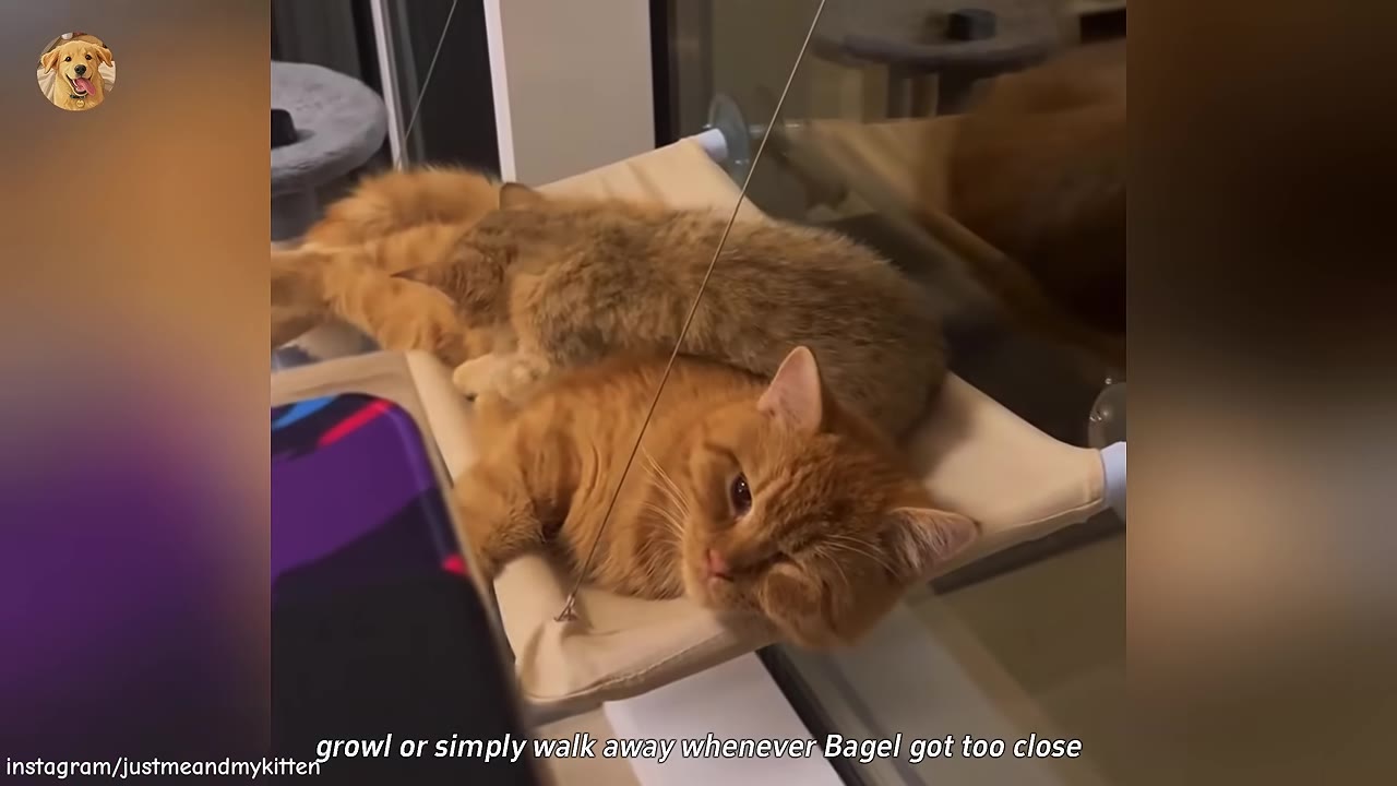 An orange tabby cat lying on a window hammock with a smaller, fluffy greyish-brown kitten resting directly on top of its back.