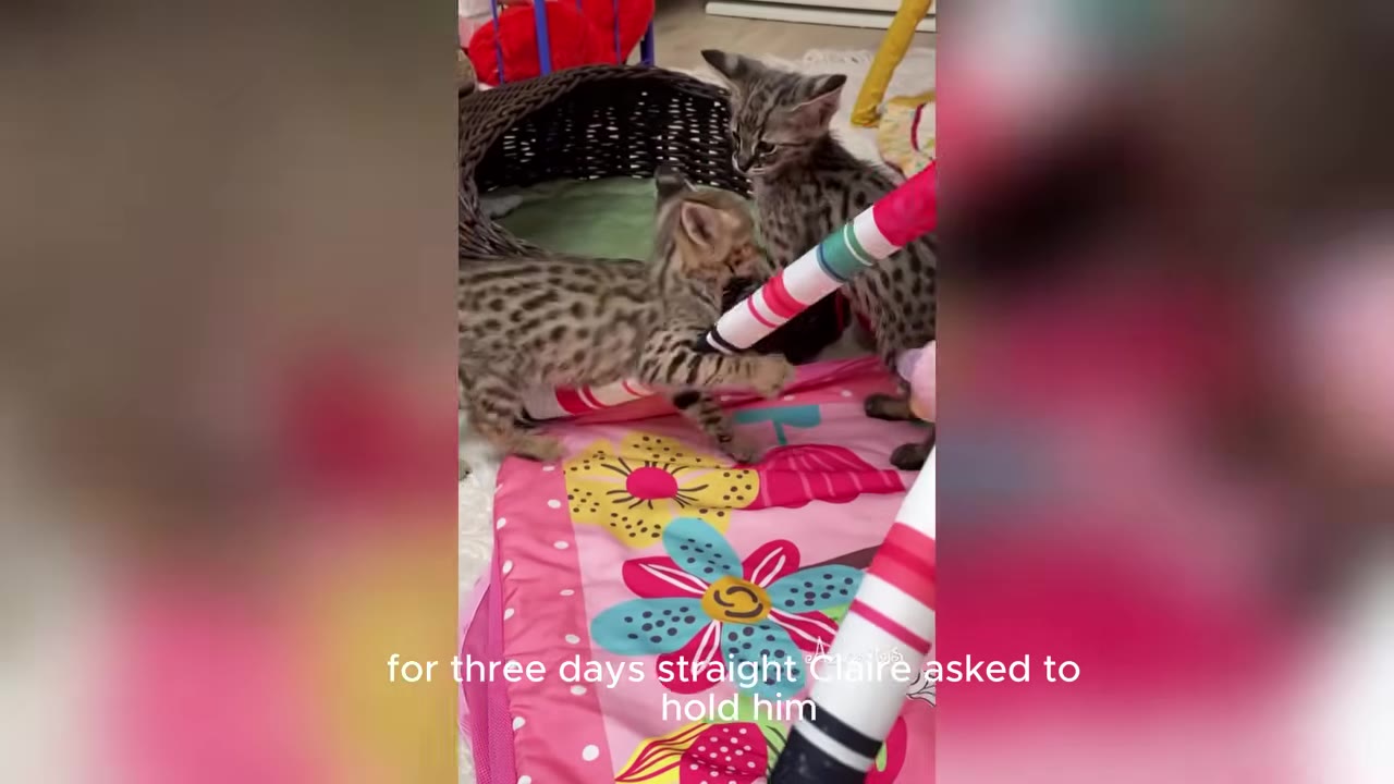 Two spotted Savannah kittens playing on a colorful pink play mat next to a woven basket.