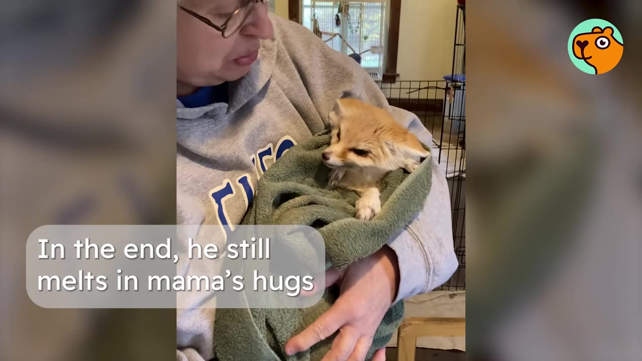 A small fennec fox wrapped snugly in a green towel is held lovingly in the arms of its rescuer.