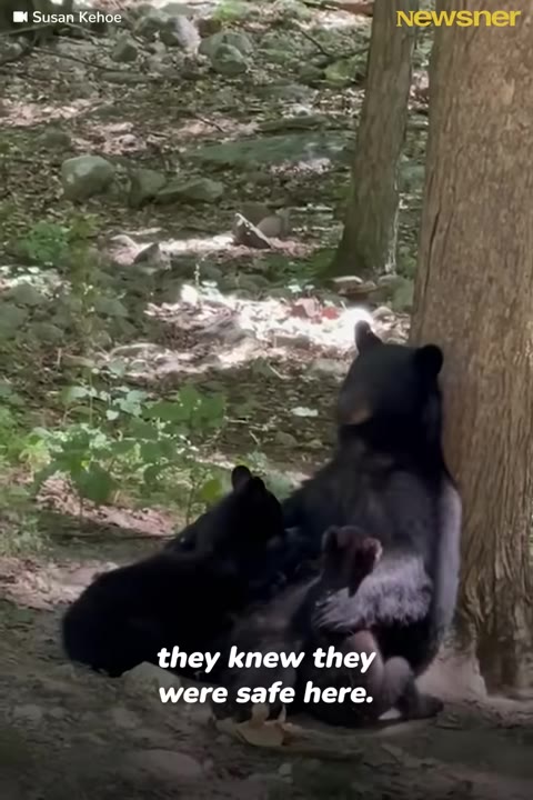 Pennsylvania Woman Moves Next To State Park And Mama Bears Start Treating Her Like A Cub Sitter
