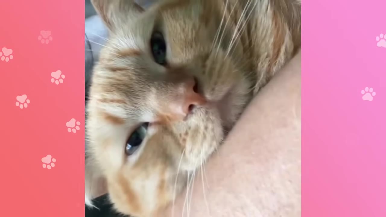 A close-up of an orange tabby cat resting its head snugly against a person's arm.