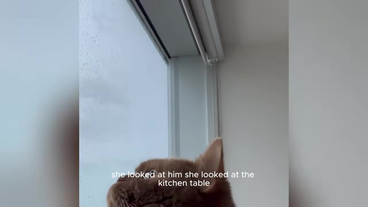 A brown cat looks up intently near a window, with text overlay reading 'she looked at him she looked at the kitchen table'.