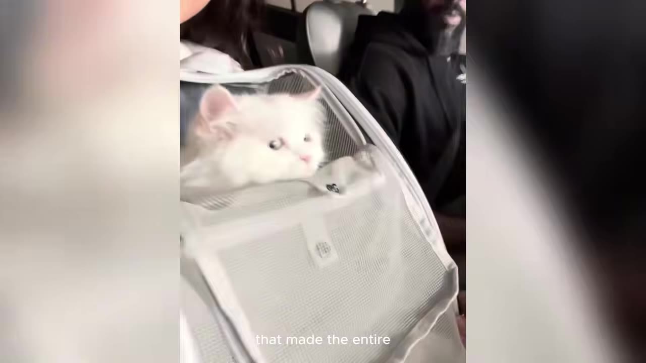 A fluffy white cat peeks out of a mesh pet carrier inside a car, with a bearded man visible in the background.