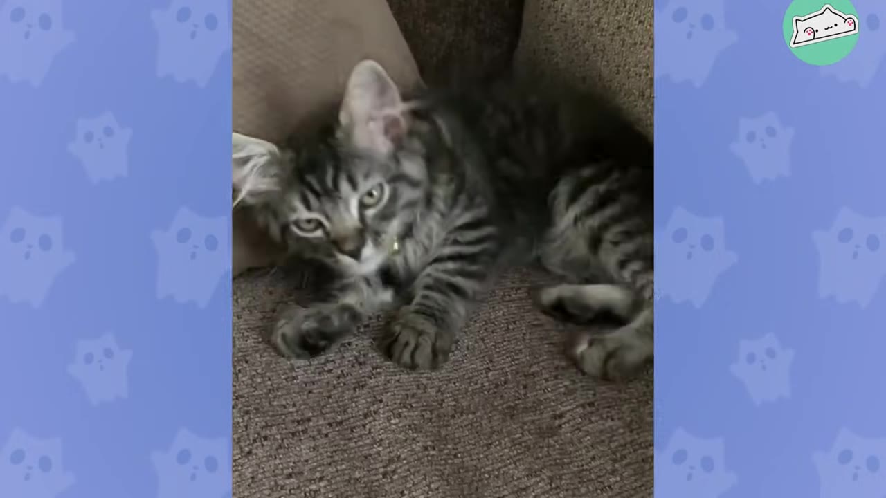 A fluffy grey tabby kitten lying down on a brown couch, looking directly at the camera with a calm expression.
