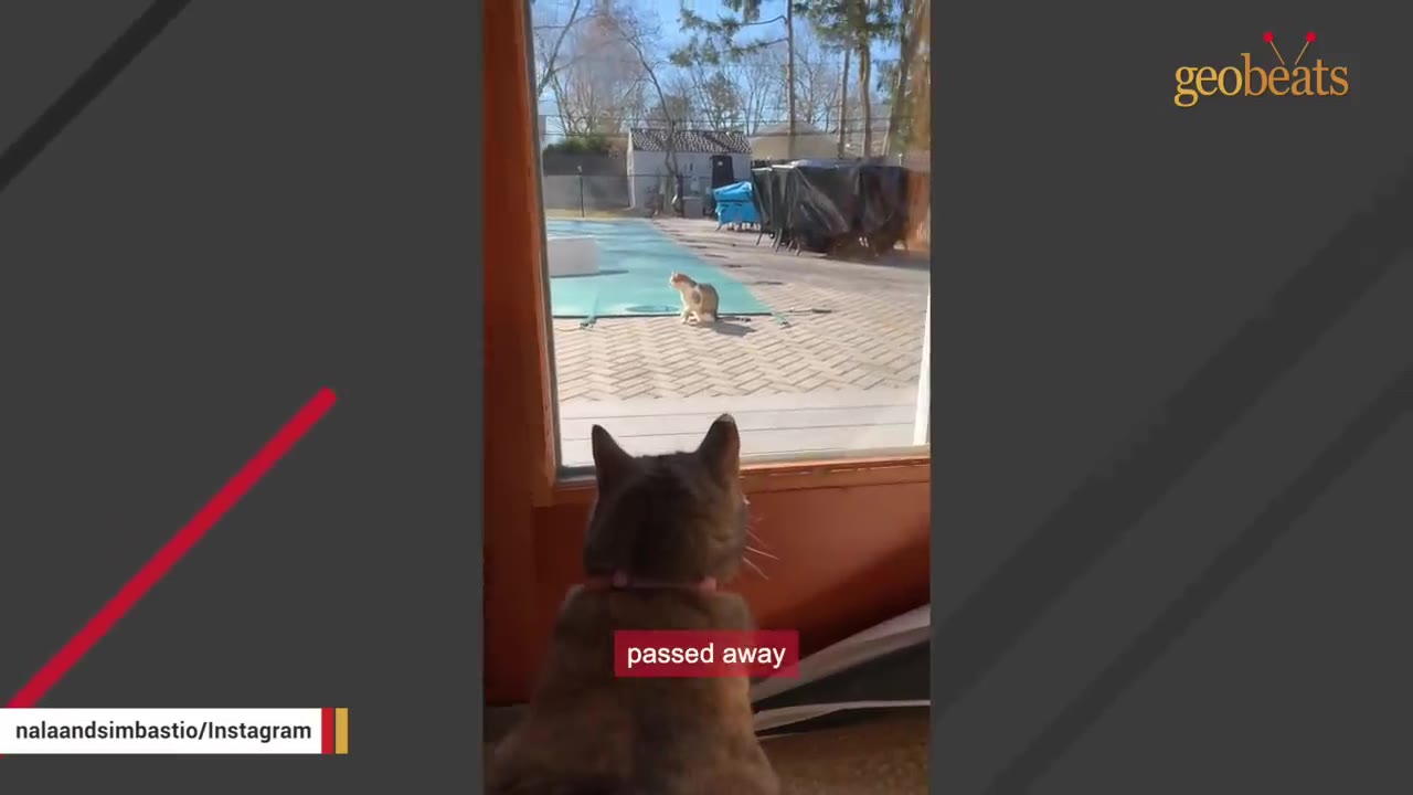 A cat inside a house looks out of a glass door at another cat sitting on a patio outside.
