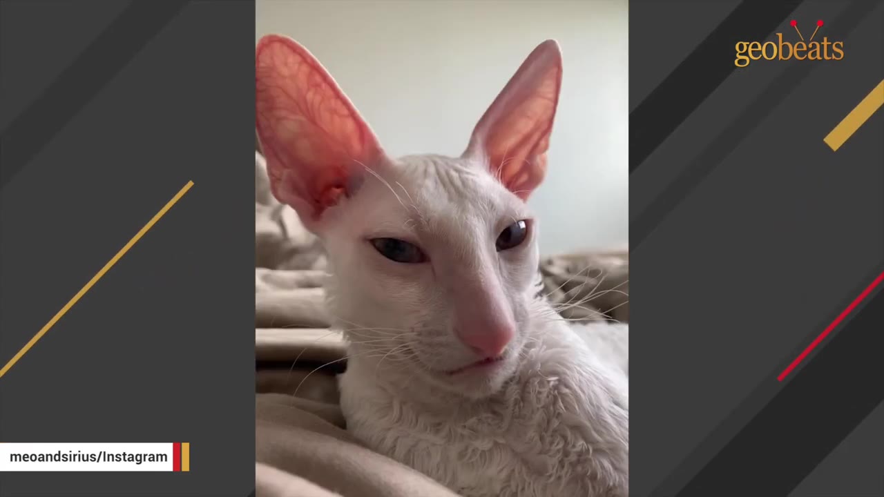 A close-up portrait of a white, short-haired cat with large ears looking forward with a squinted, grumpy expression.