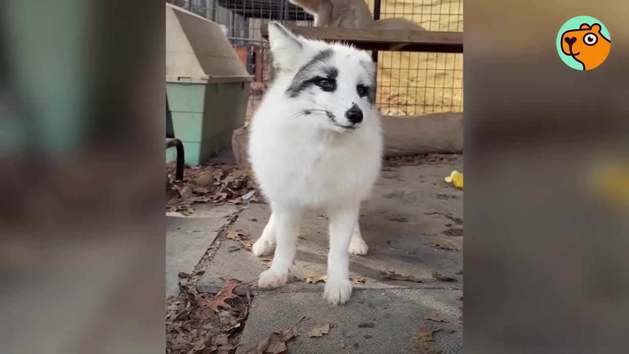 A white fox with black markings around its eyes and on its face stands in an outdoor enclosure.