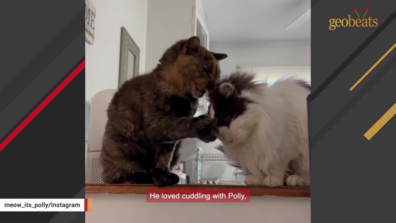 A tortoiseshell cat gently touches the face of a fluffy black and white cat with its paw while sitting together indoors.