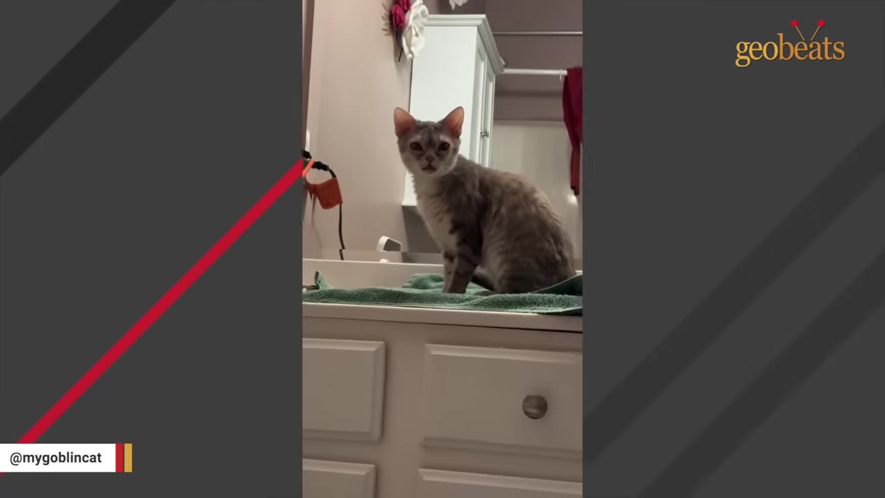A grey kitten sitting on a green towel on top of a white bathroom vanity, looking directly at the camera.