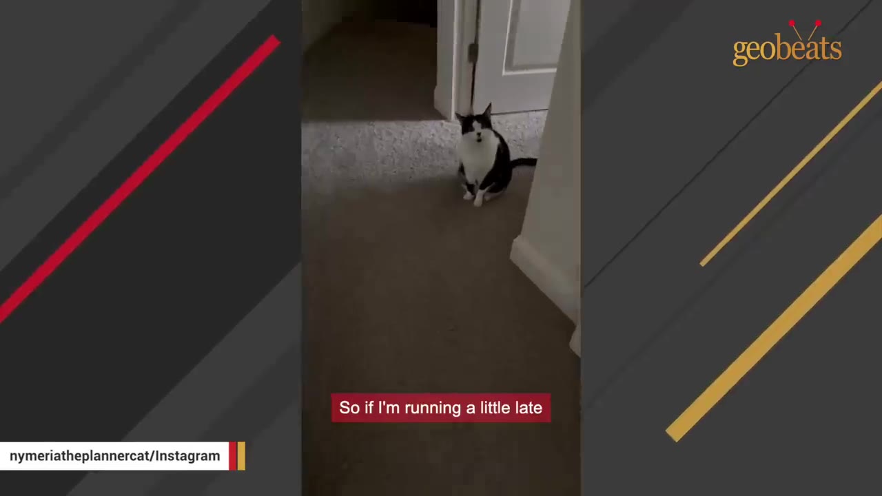 A black and white cat sits in a doorway on a carpeted floor, looking directly forward.