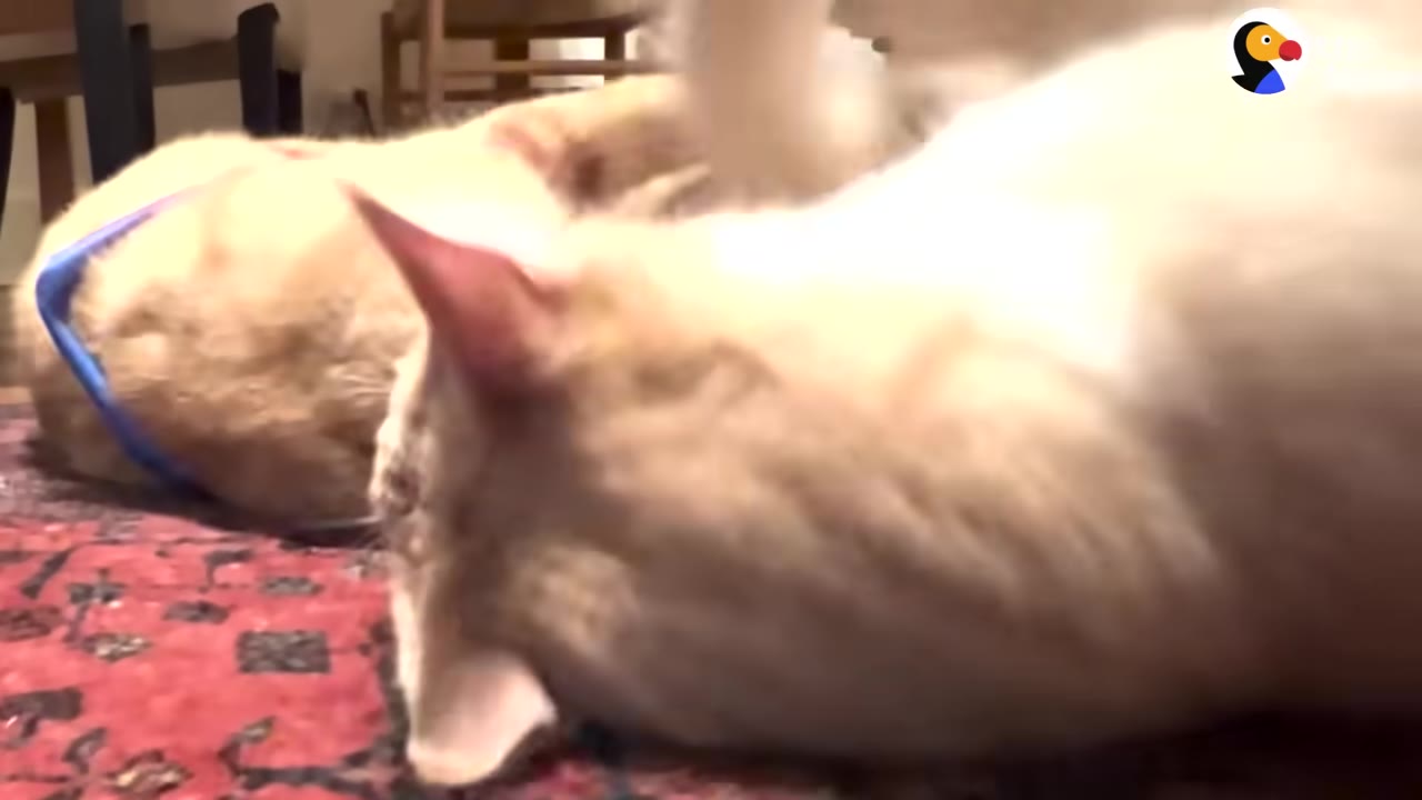 Two light orange cats lying close together on a red patterned rug, interacting with each other.