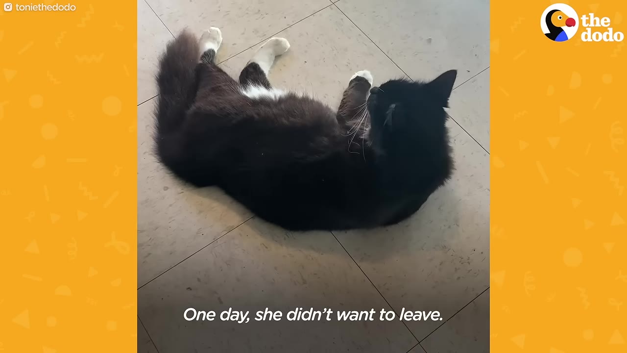 A fluffy black and white cat lies on a tiled floor inside a house, looking up.