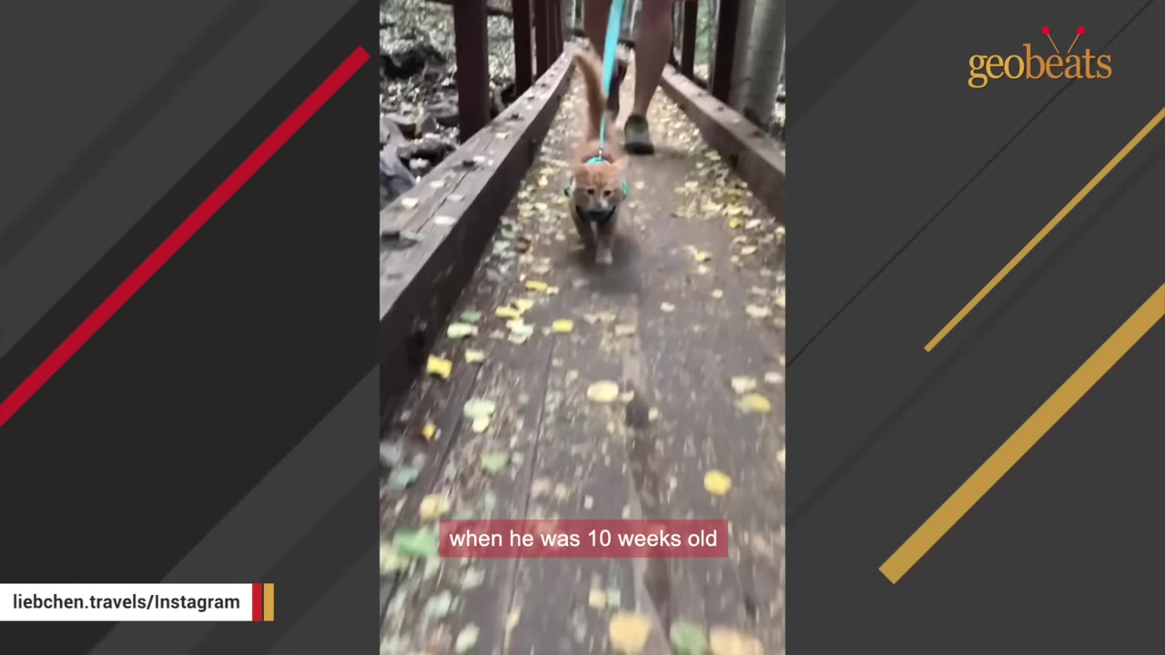 An orange kitten wearing a green harness and a blue leash walks forward on a wooden bridge covered in fallen leaves.