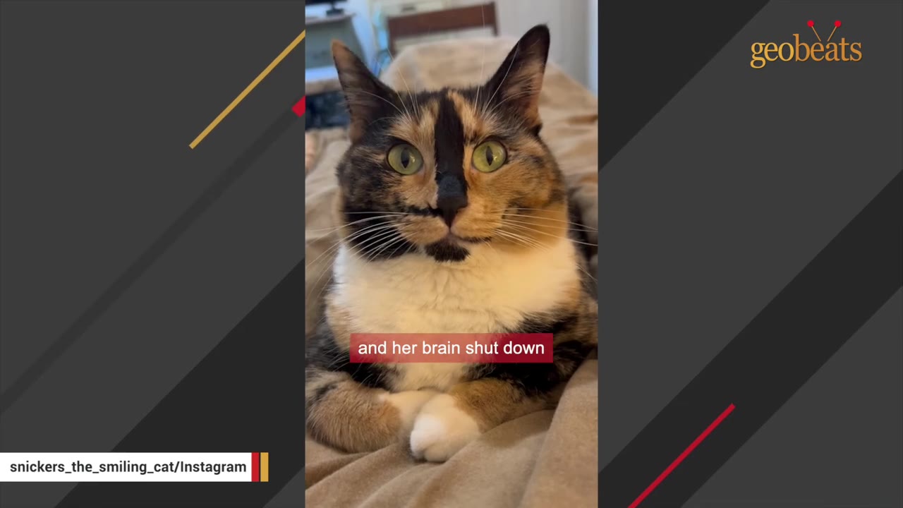 A close-up portrait of a calico cat with wide green eyes looking directly at the camera, with a text overlay that reads 'and her brain shut down'.