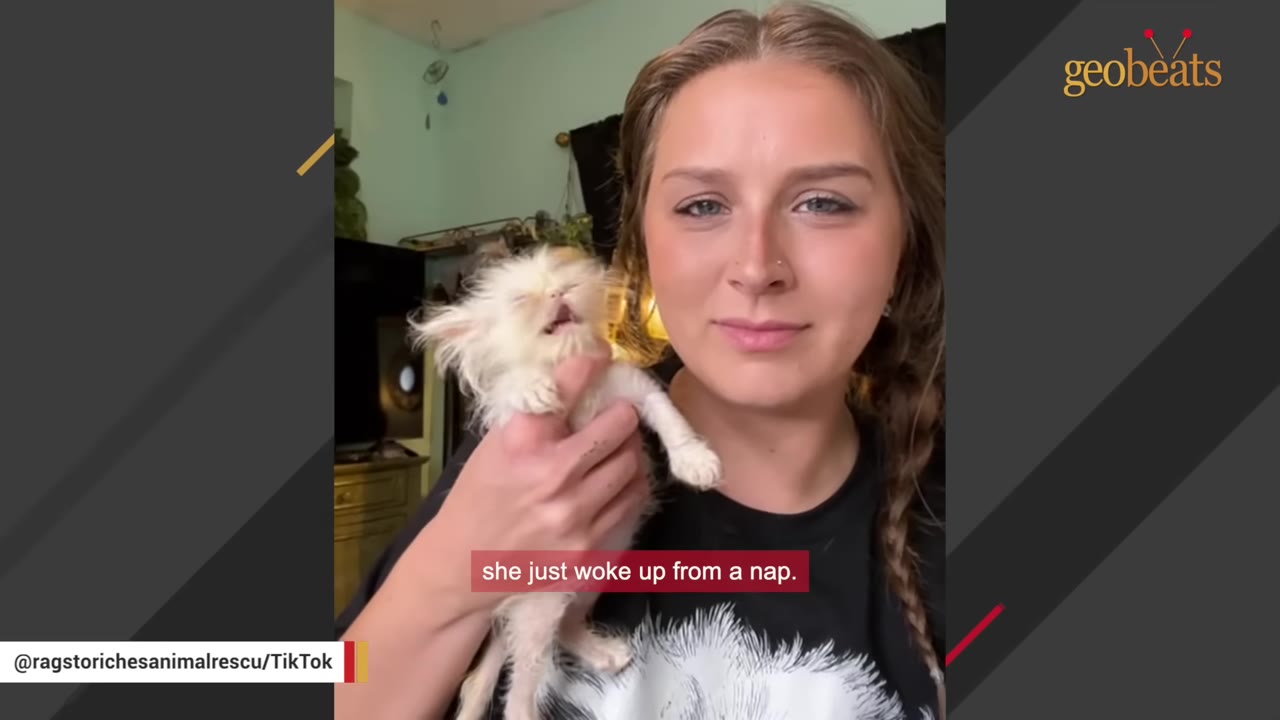 A woman holding a tiny, scruffy white kitten with its mouth open as if yawning.