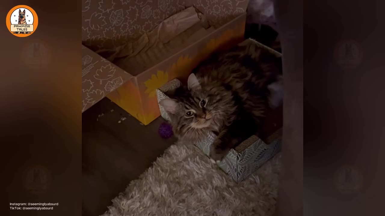 A fluffy, long-haired tabby cat sitting inside a small cardboard box, looking up attentively as if listening or about to chirp.