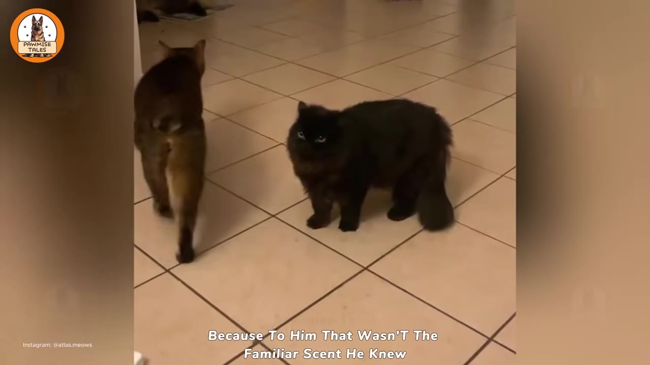 A fluffy black cat stands on a tiled floor looking towards a tabby cat walking away, with text overlay reading 'Because To Him That Wasn't The Familiar Scent He Knew'.