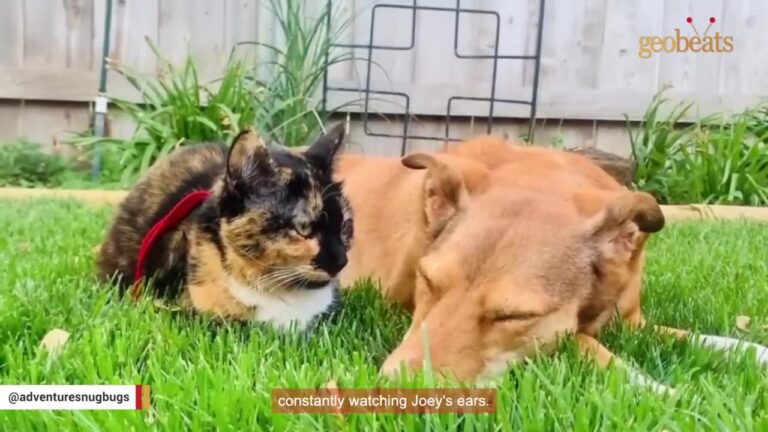 Dog Rescued From California Streets Becomes The Perfect Hearing Aid For A Deaf Kitten