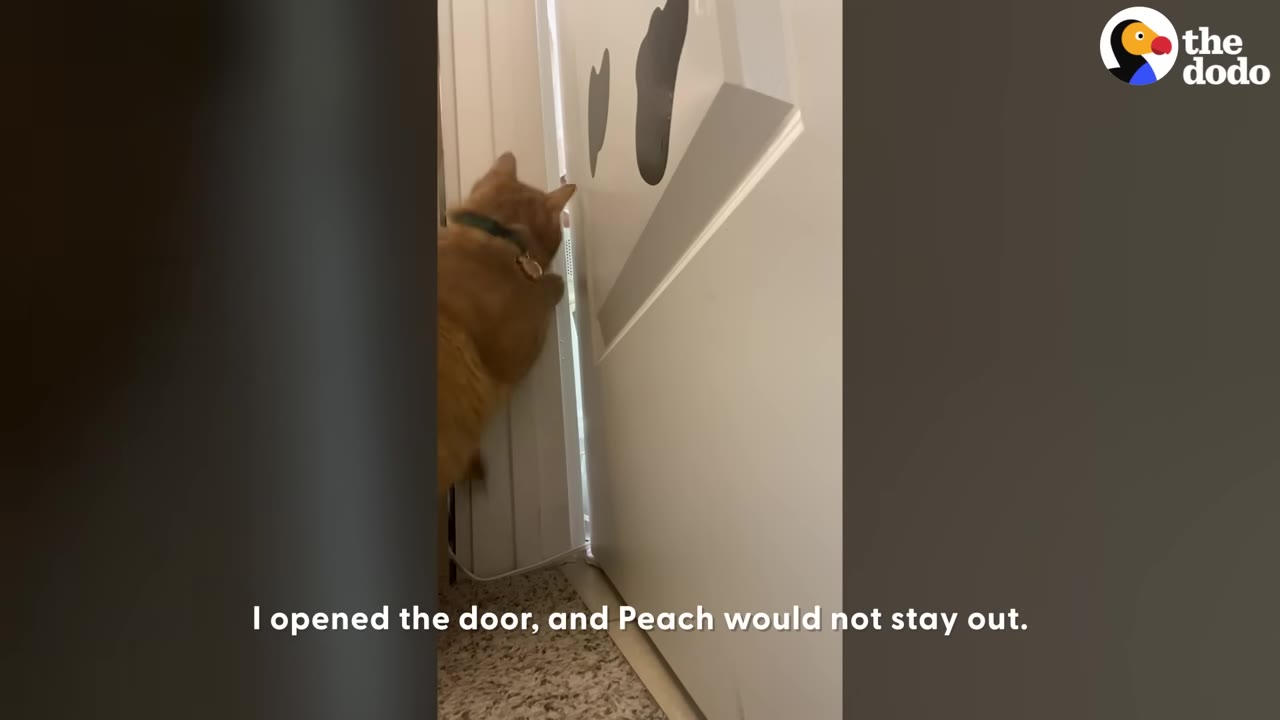 An orange cat peers through a cracked white door into another room.