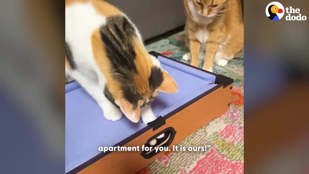 A calico cat stands on a miniature blue pool table, looking down into a pocket, while an orange and white cat sits nearby on a colorful rug watching.
