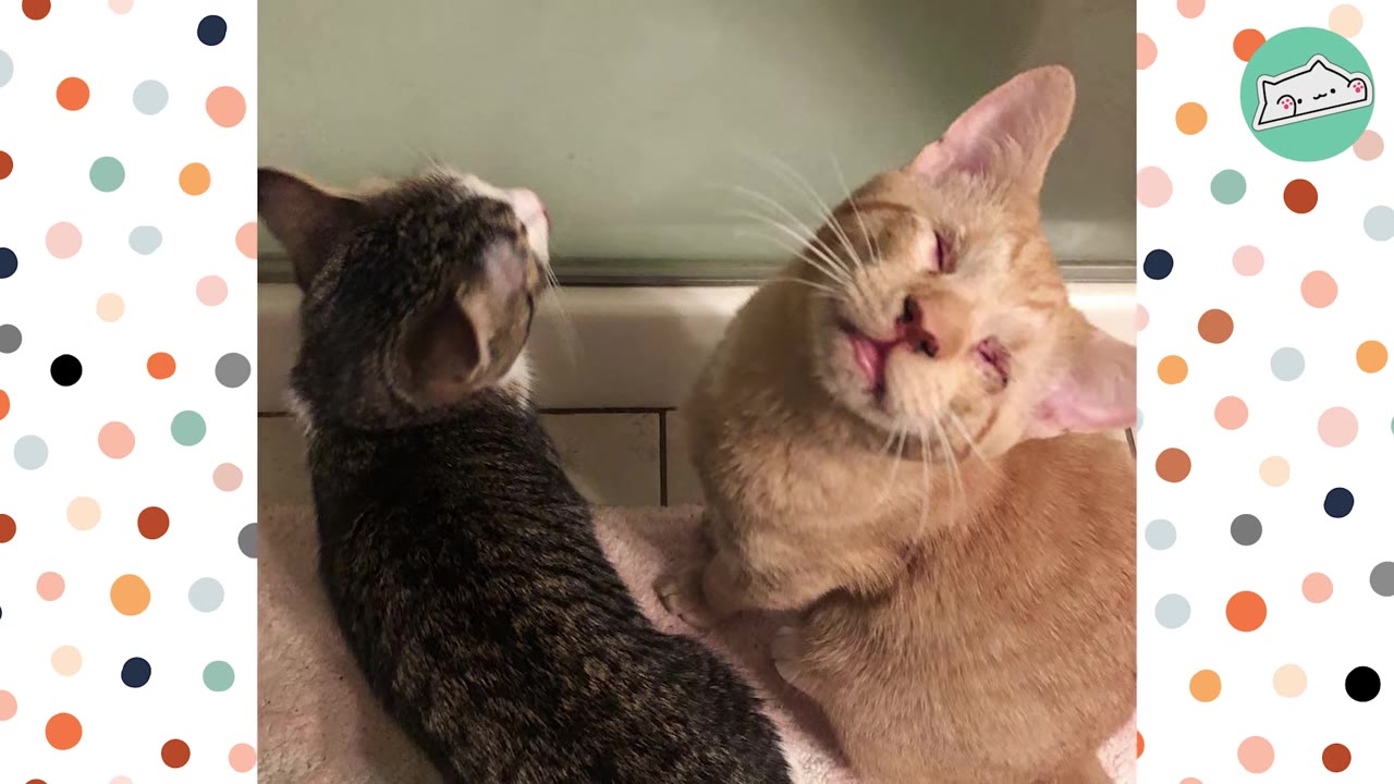 An orange cat with its eyes closed tilts its head affectionately next to a tabby cat.