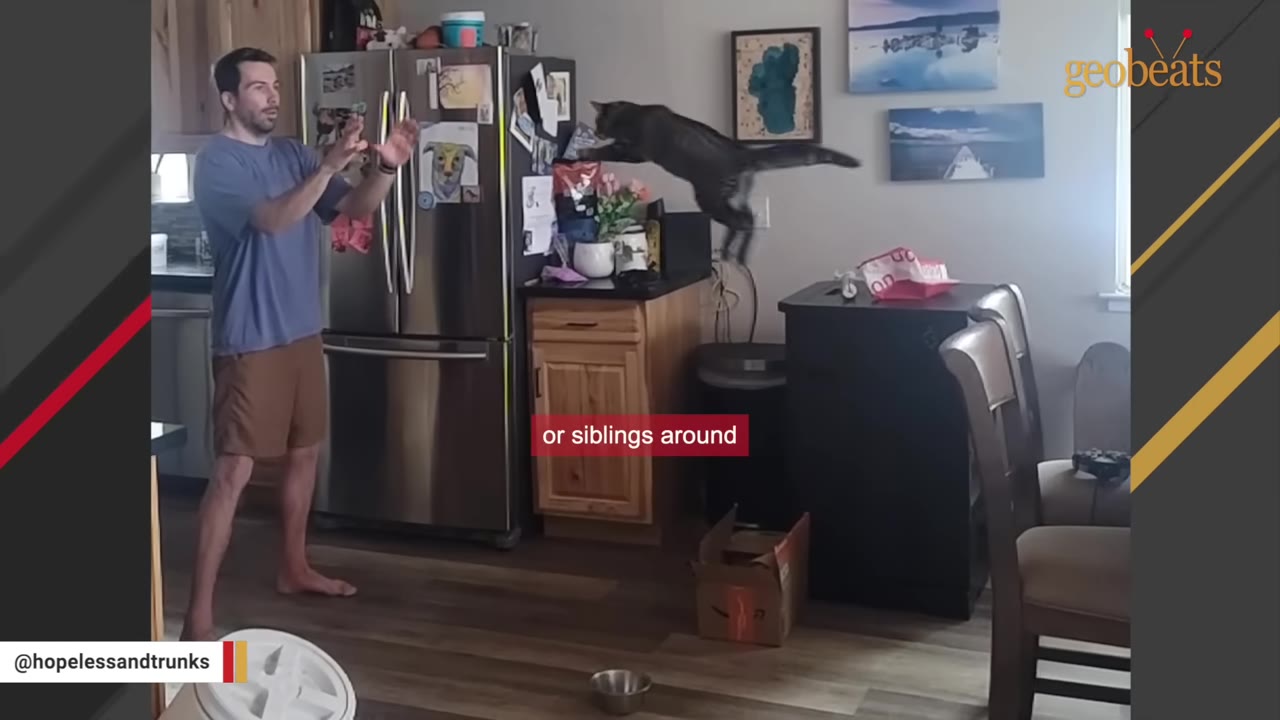 A man stands in a kitchen with his hands raised, preparing to catch a tabby cat leaping through the air towards him.