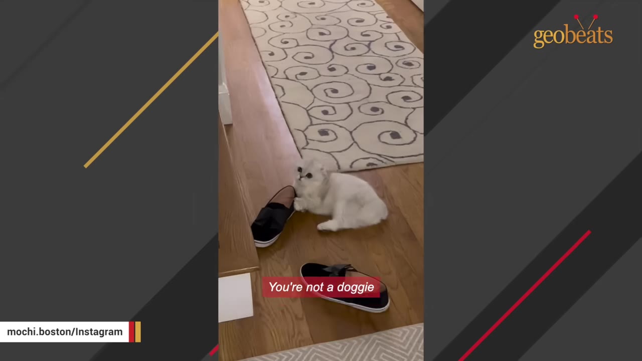 A fluffy white cat sits on a wooden floor next to a pair of black shoes, looking up.
