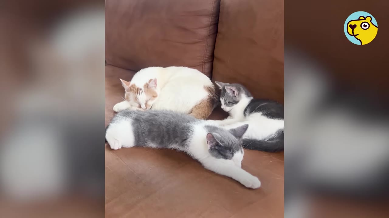 A white and light brown cat curled up on a brown leather couch behind two grey and white kittens resting.