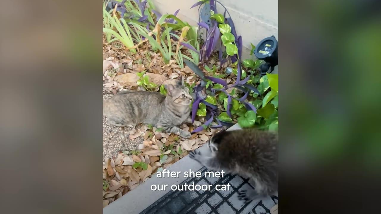 A small raccoon approaches a tabby cat lying in a garden bed with purple and green plants.