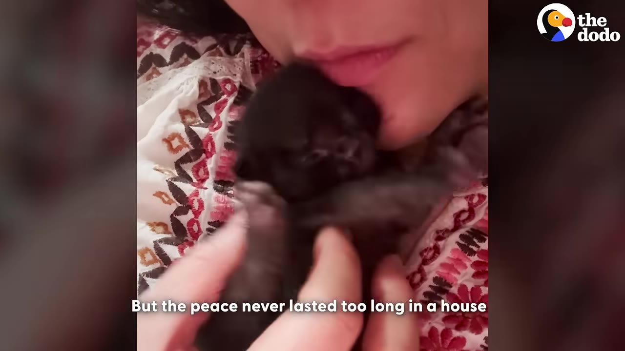 A close-up of a woman gently holding a tiny black kitten close to her cheek and lips.