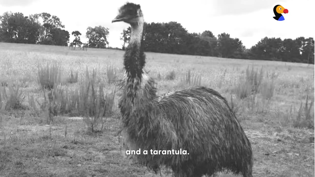 A black and white photograph of an emu standing in a grassy field with trees in the background.
