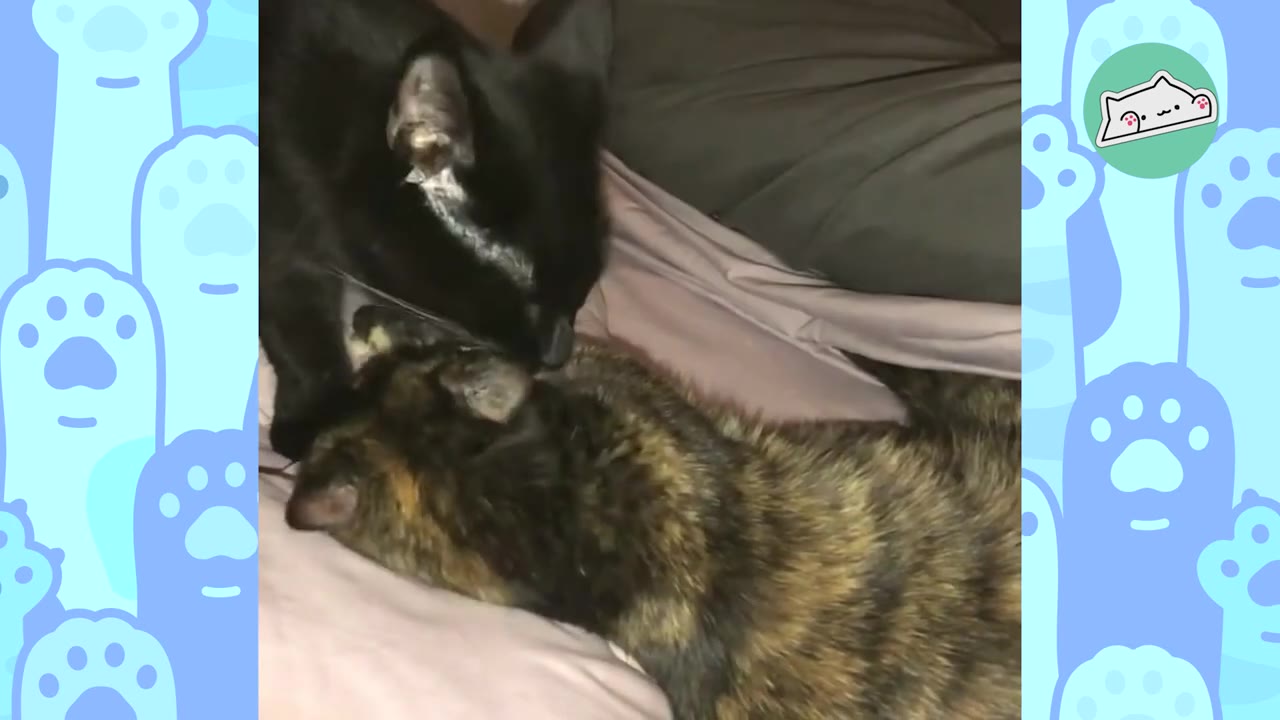 A black cat gently grooms a tortoiseshell cat lying down on a bed.