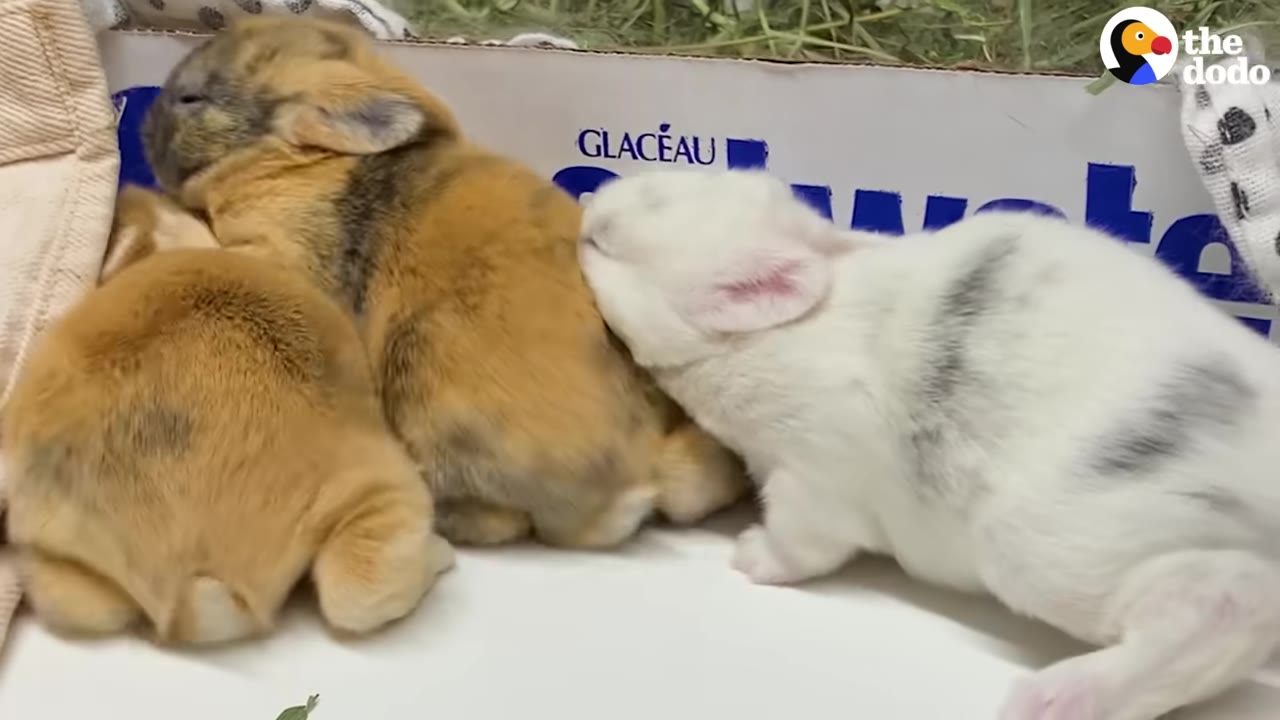 Three baby rabbits, two light brown and one white with grey spots, huddle together in a cardboard box.