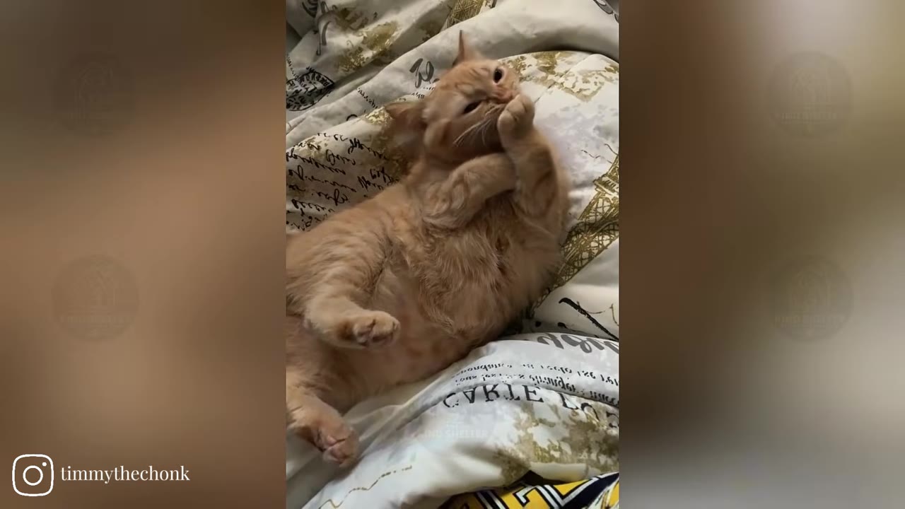 An orange tabby cat lying on its back on a patterned bedspread, looking relaxed and content.