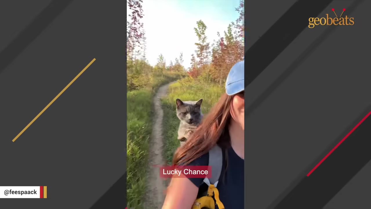 A woman wearing a blue cap hikes along a dirt trail with a grey cat riding on her backpack.