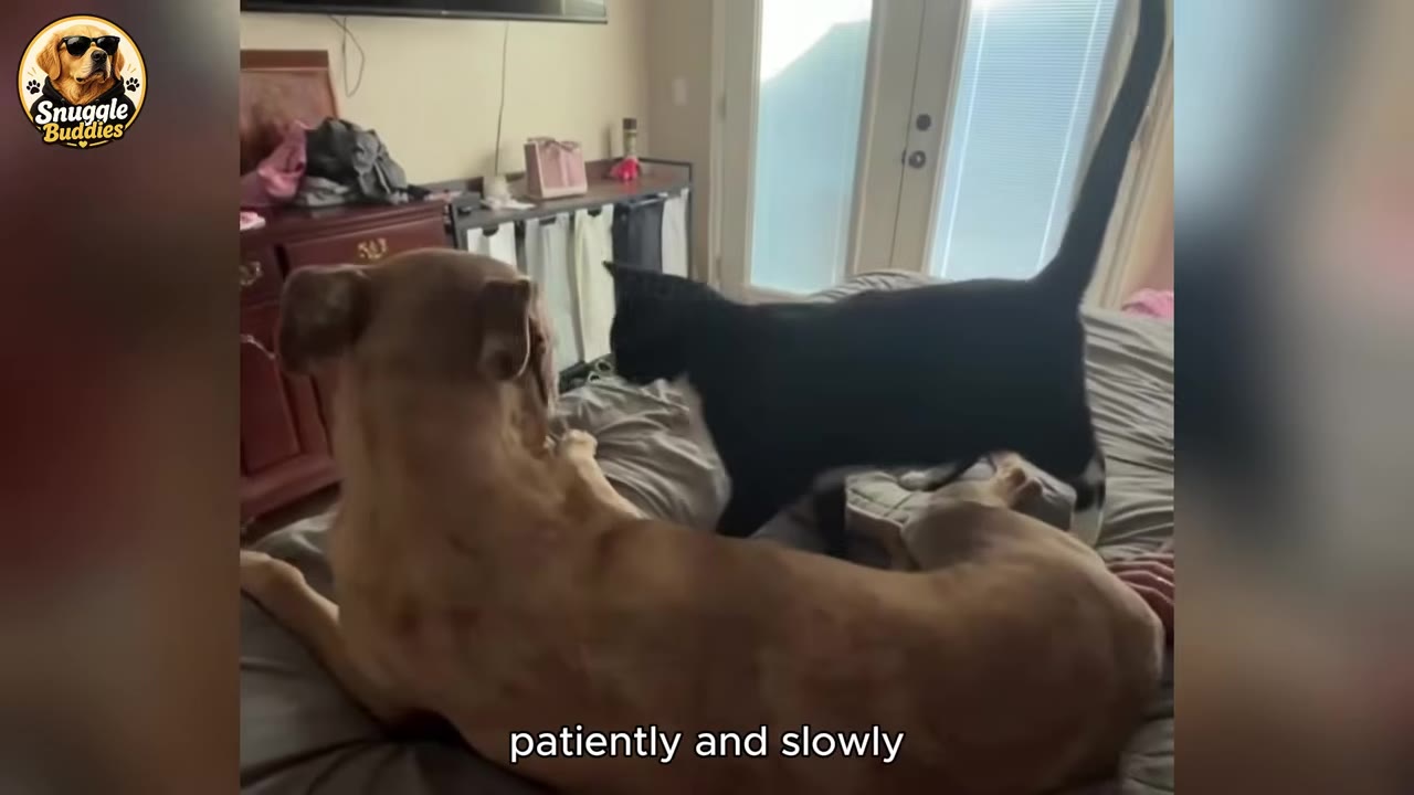 A brown dog lies on a bed while a black and white kitten walks slowly towards him.