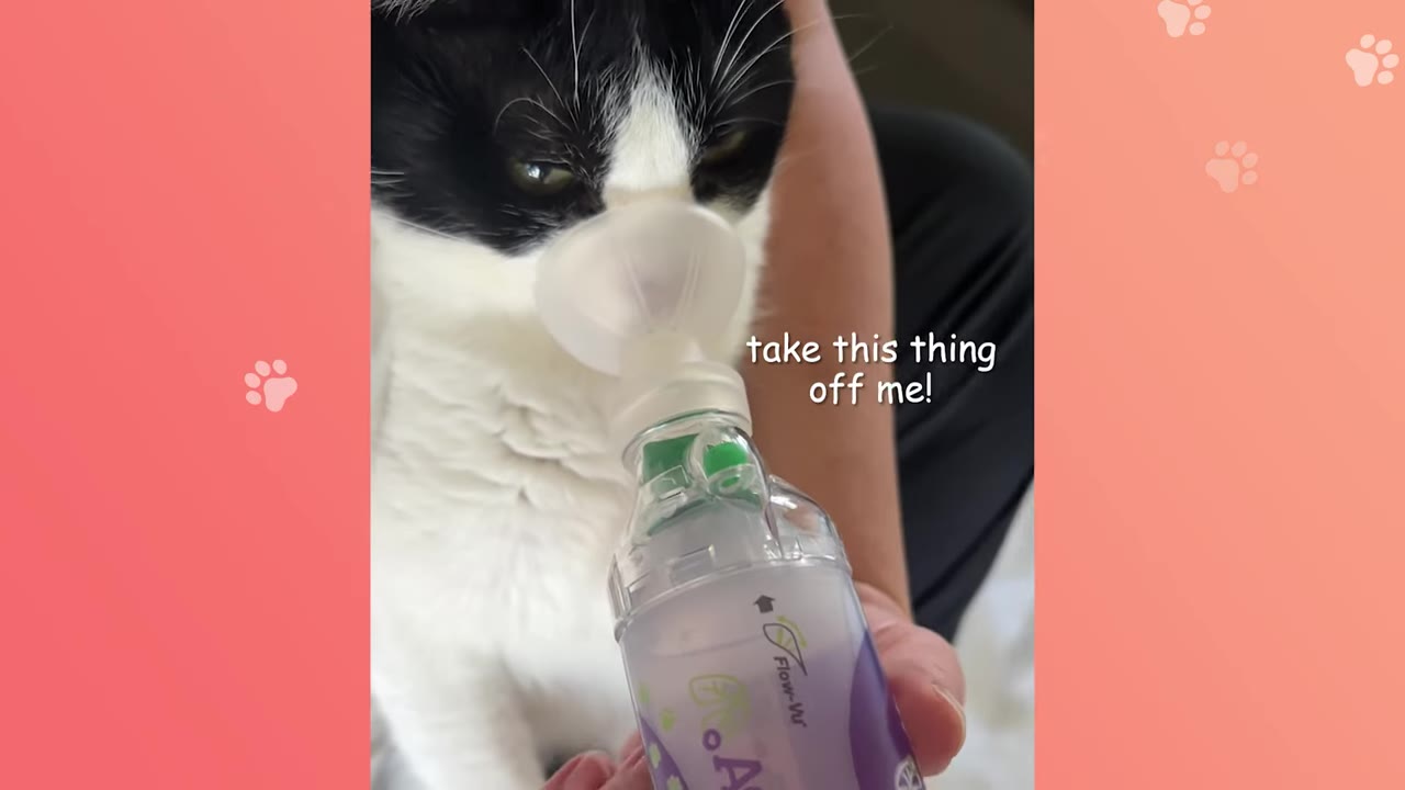 A close-up of a black and white cat with an inhaler mask held over its snout, looking displeased, with text overlay reading 'take this thing off me!'.