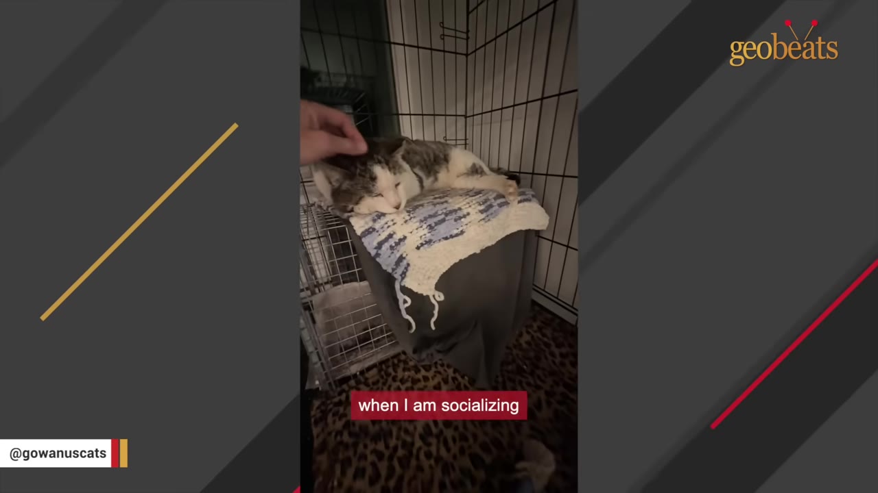 A hand gently pets a tabby and white cat resting on a blue and white blanket inside a wire crate.