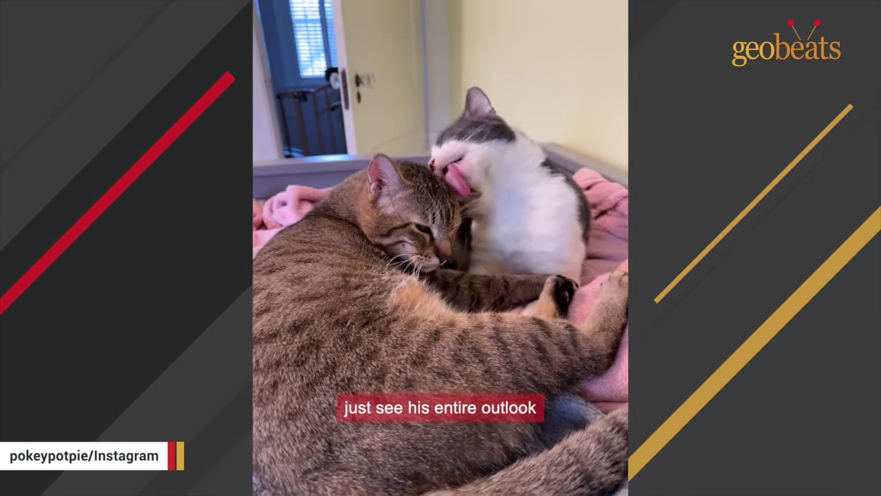 A black and white cat licks the head of a brown tabby cat as they cuddle together on a pink blanket.