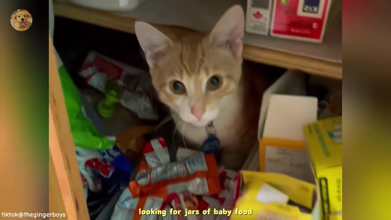 An orange and white cat sitting inside a wooden cabinet surrounded by food packages, looking directly at the camera.
