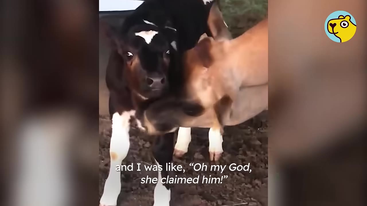 A light brown cow gently licks the neck of a small black and white calf standing in a dirt enclosure.