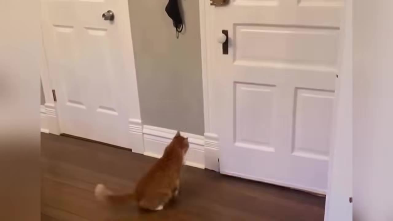 An orange cat sits on a wooden floor in a hallway, looking up at a closed white door.