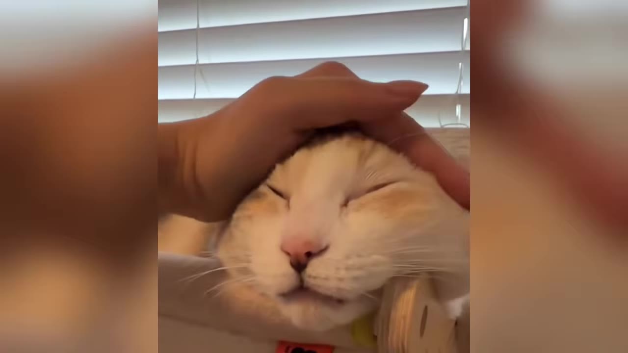 A close-up of a hand gently petting a calico cat on the head as it rests with its eyes closed in contentment.