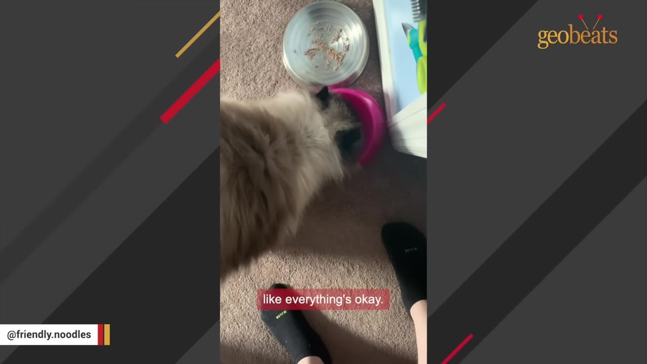 An overhead shot of a fluffy long-haired cat eating from a pink bowl on a carpeted floor.