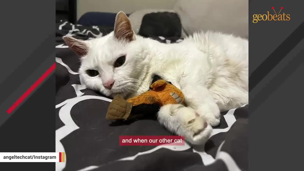 A white cat lying on a patterned blanket, holding a small orange and brown toy close to its chest.