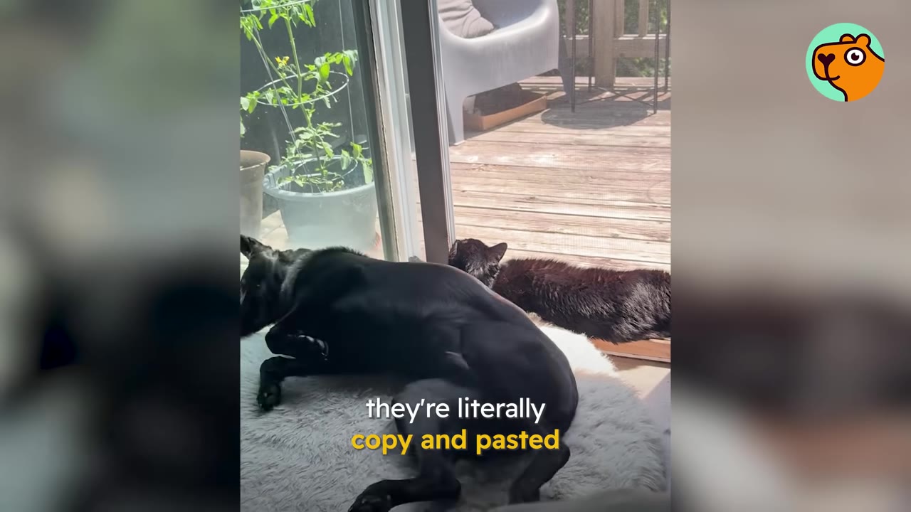 A black dog lies on a fluffy white rug indoors next to a sliding glass door, while a black cat lies just outside on the wooden deck, mirroring the dog's posture.