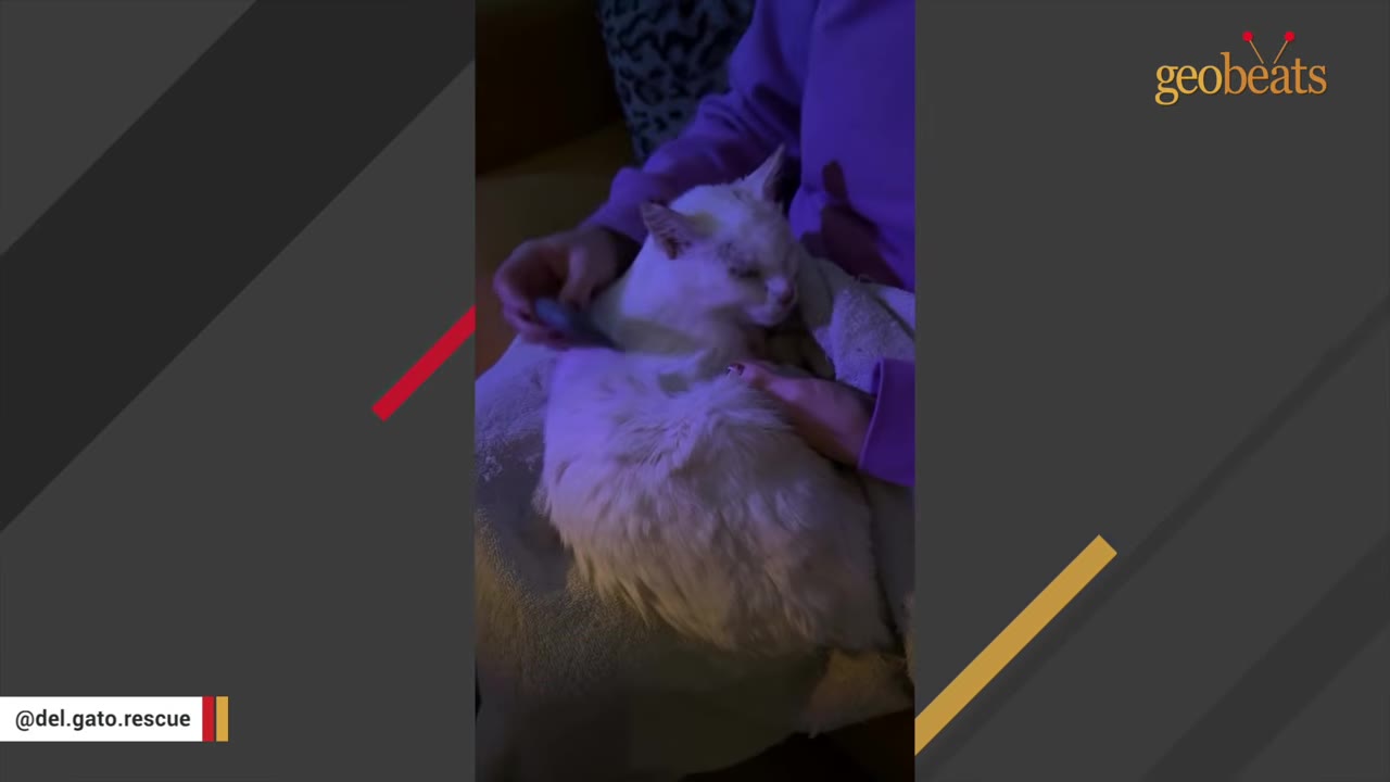 A fluffy white cat rests comfortably on a person's lap wrapped in a towel, receiving gentle care and attention.